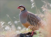 Keklik Avı Nasıl Yapılır? Keklik Avı Nasıl Yapılır?