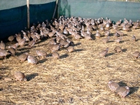 Keklik Üretimi Yöntemleri ve Püf Noktaları Keklik Üretimi Yöntemleri ve Püf Noktaları