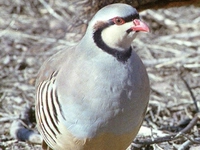 Rüyada Keklik Görmek Rüya Yorumu ve Anlamı Rüyada Keklik Görmek Rüya Yorumu ve Anlamı