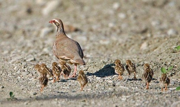 Keklik Kuluçka Süresi Ne kadardır? Keklik Kuluçka Süresi Ne kadardır?
